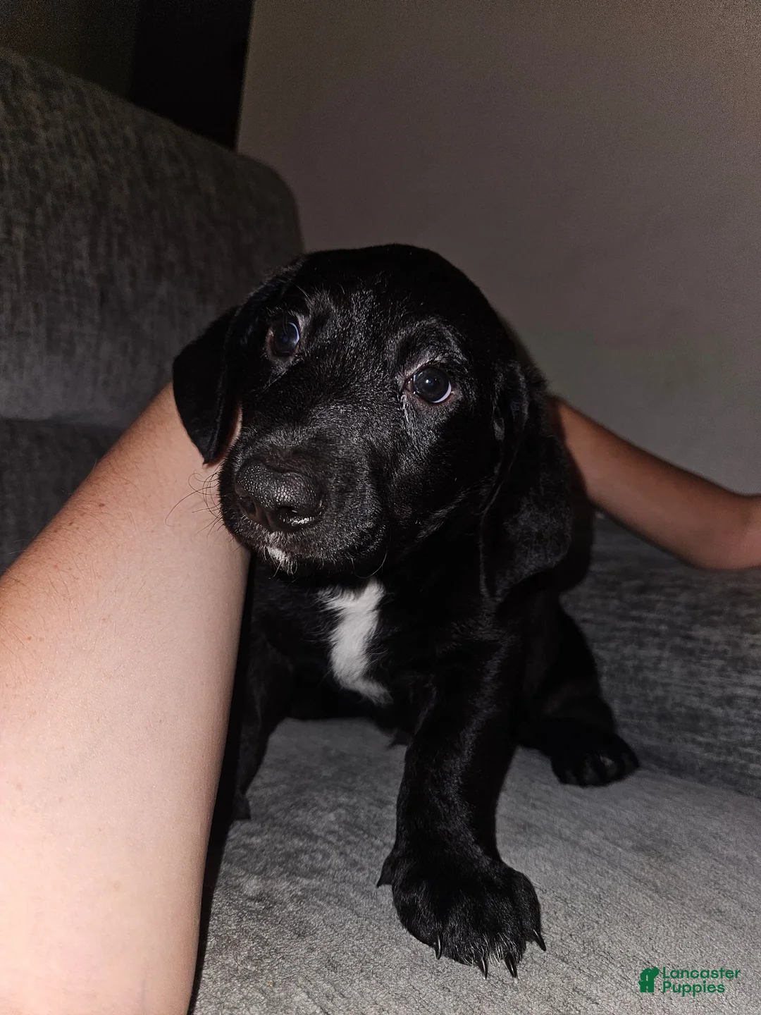 Mixed Breed dogs for sale: Mixed Breed 1 - Ad 1