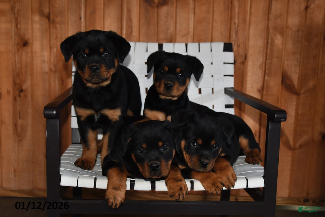 Rottweiler dogs for sale: King - Ad 5