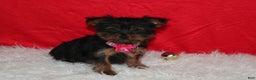 Yorkshire Terrier dogs for sale: Debbie - Ad 4
