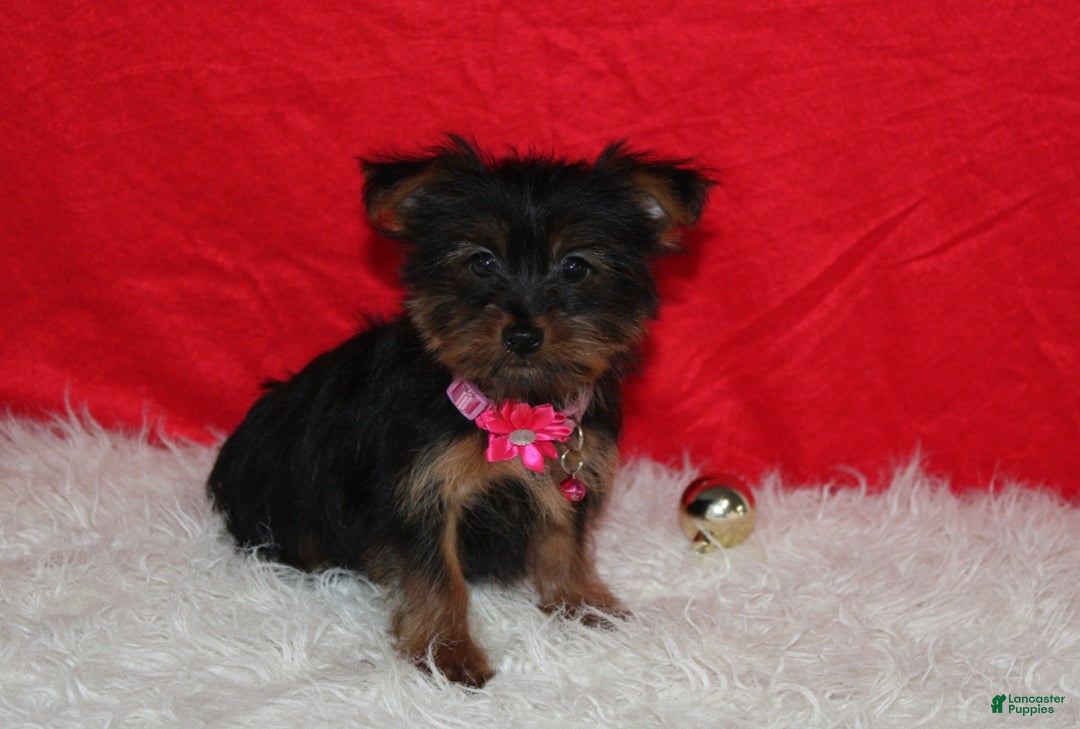 Yorkshire Terrier dogs for sale: Debbie - Ad 4