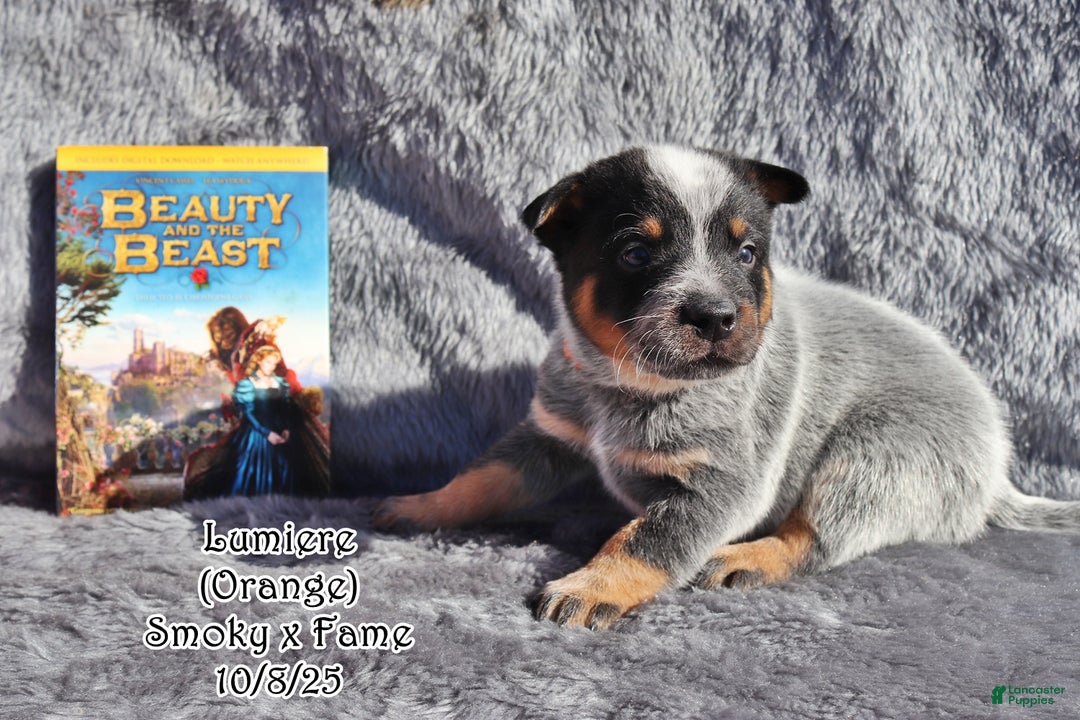 Australian Cattle Dog dogs for sale: Lumiere - Ad 2