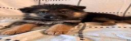 German Shepherd dogs for sale: Olive (Yellow Collar) - Ad 1