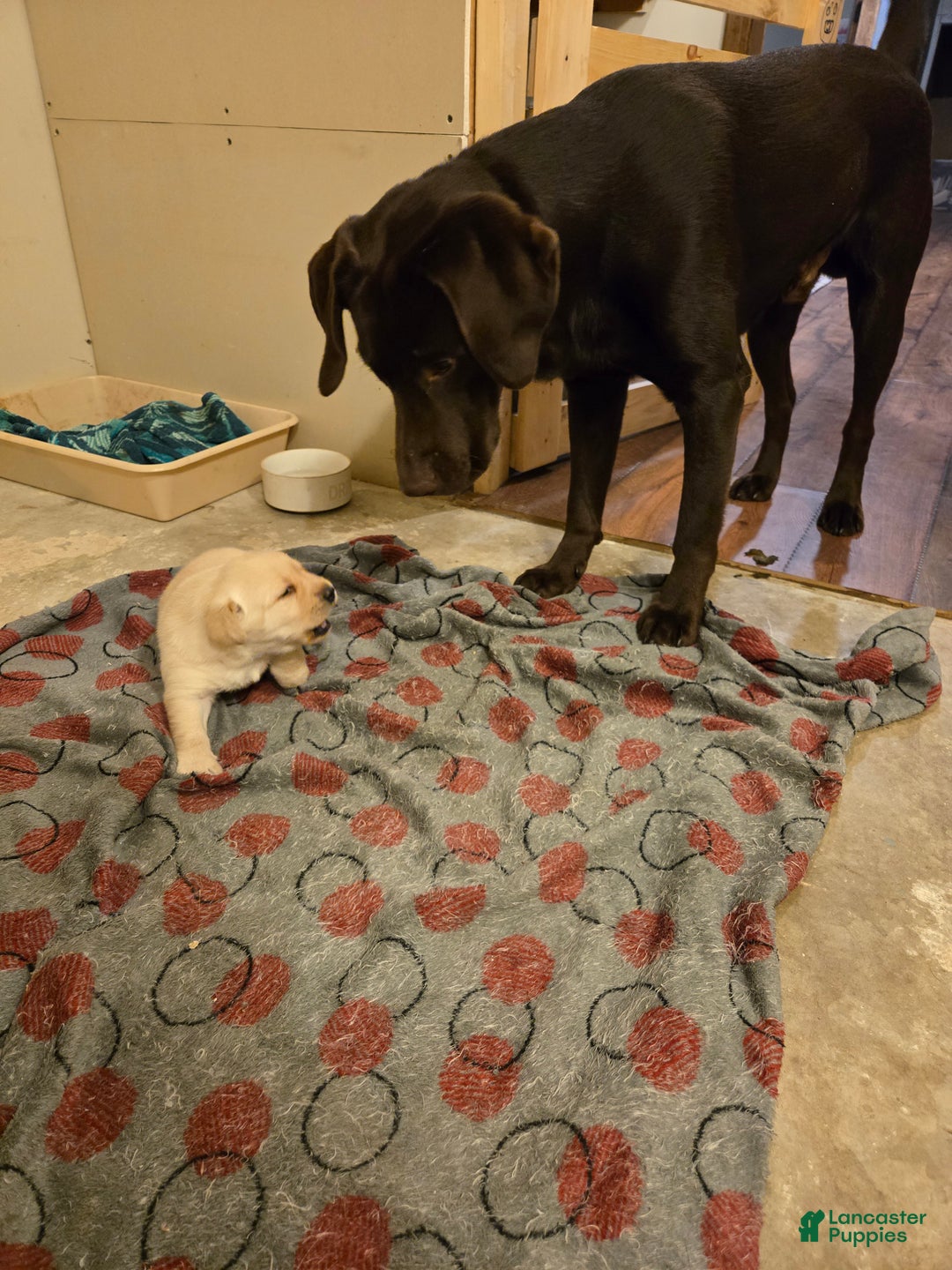 Labrador Retriever dogs for sale: Labrador Retriever Puppy 3 - Ad 7