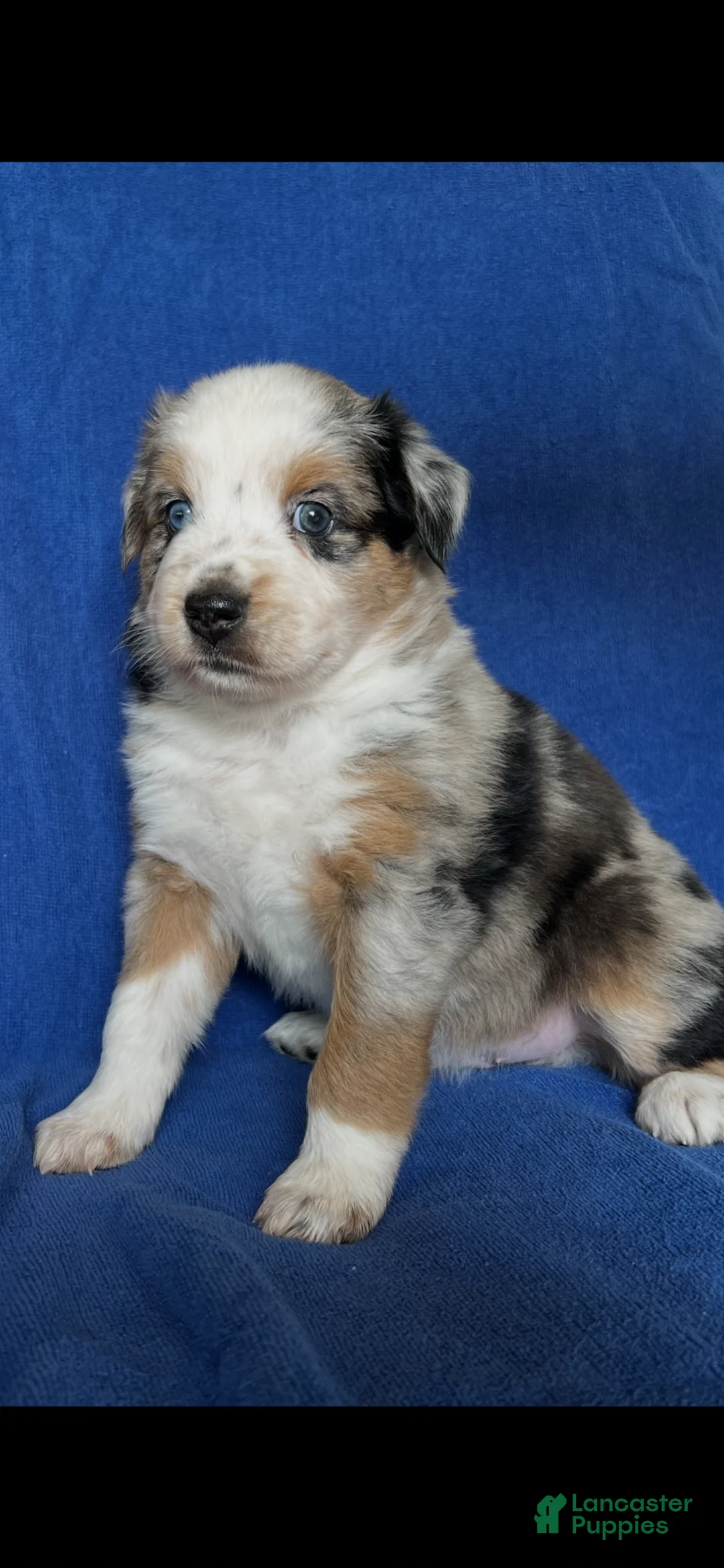 Australian Shepherd dogs for sale: Australian Shepherd Puppy 4 - Ad 8