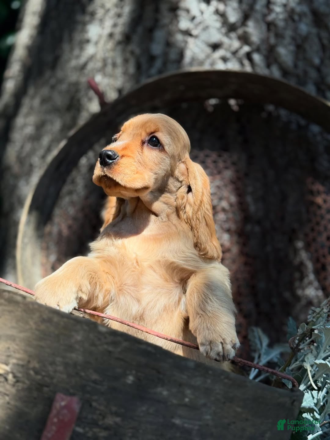 Cocker Spaniel dogs for sale: Axel - Ad 3