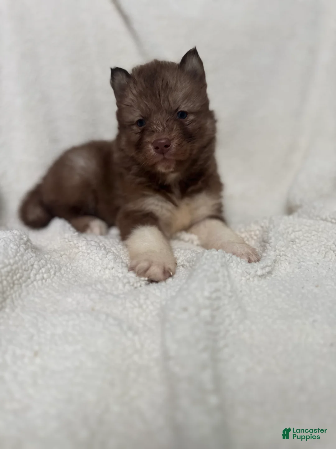 Siberian Husky dogs for sale: Corrine  - Ad 2