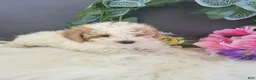 Bichpoo dogs for sale: Mr Billy - Ad 1