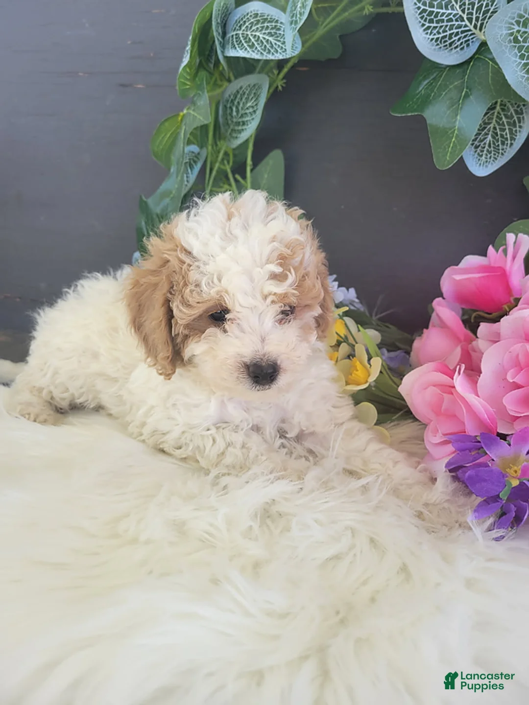 Bichpoo dogs for sale: Mr Billy - Ad 1