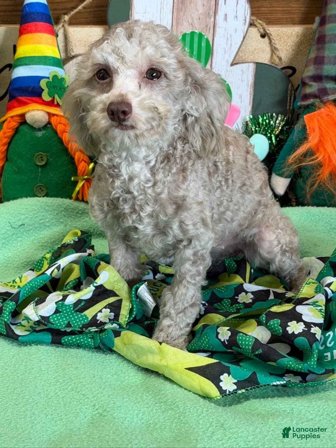 Cockapoo dogs for sale: Twinkle - Ad 4