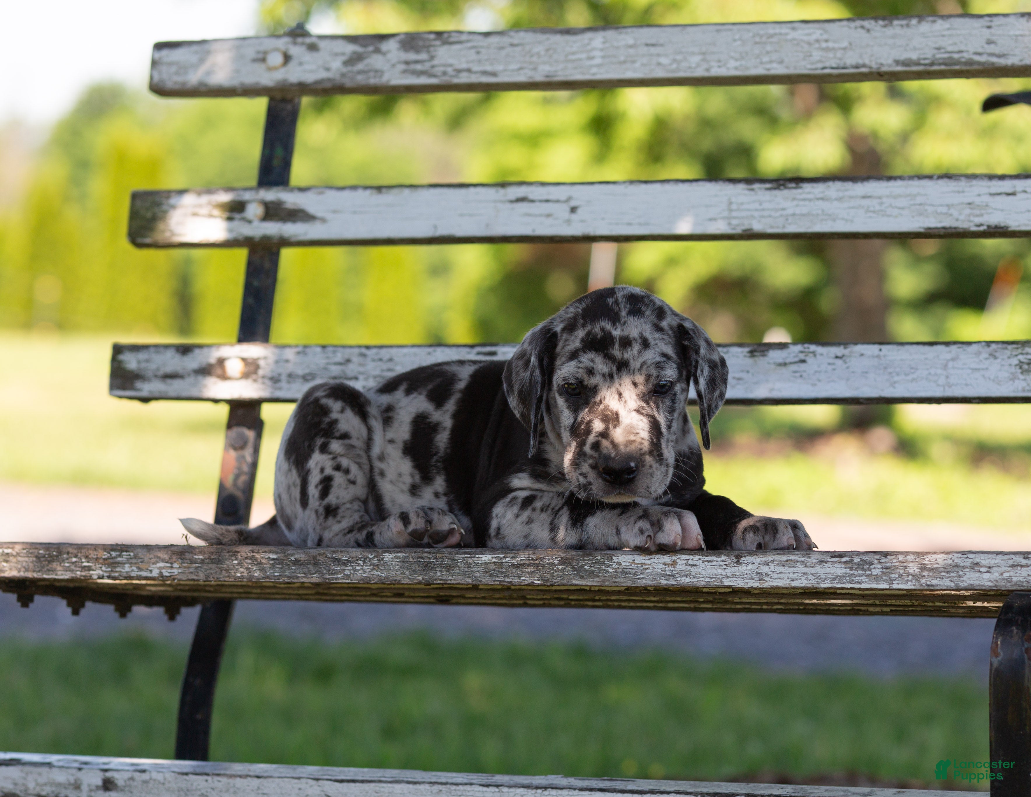 Great Dane dogs Apollo - Ad 2