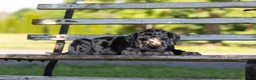 Great Dane dogs for sale: Apollo - Ad 2