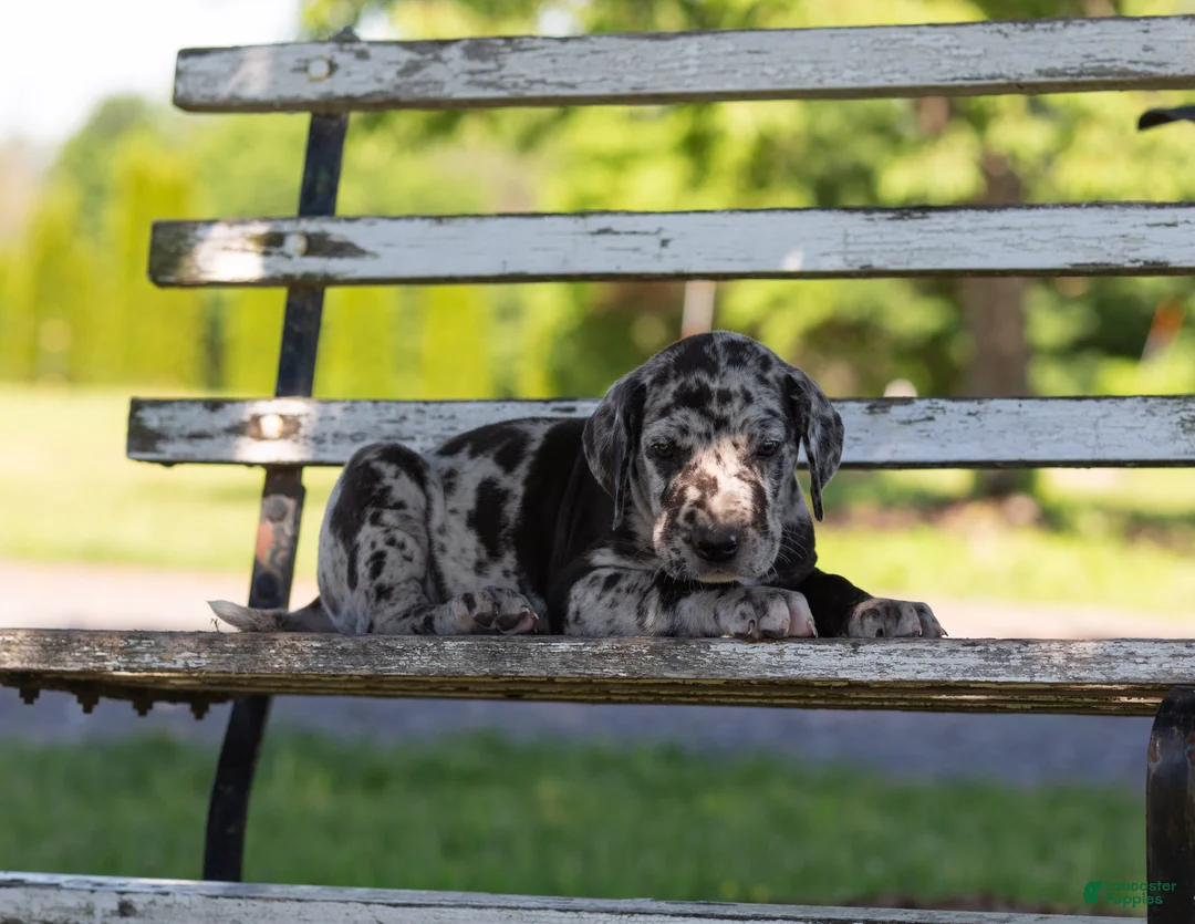 Great Dane dogs for sale: Apollo - Ad 2