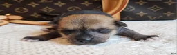 Mixed Breed dogs for sale: Chico  - Ad 10