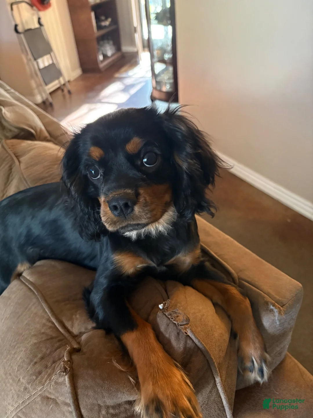 Cavalier King Charles Spaniel dogs for sale: Cavalier King Charles Spaniel 2 - Ad 1