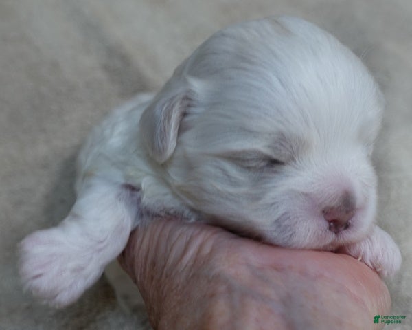 Maltese dogs Bogie - Ad 17