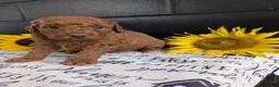 Mini Goldendoodle dogs for sale: Mini -Mo - Ad 5