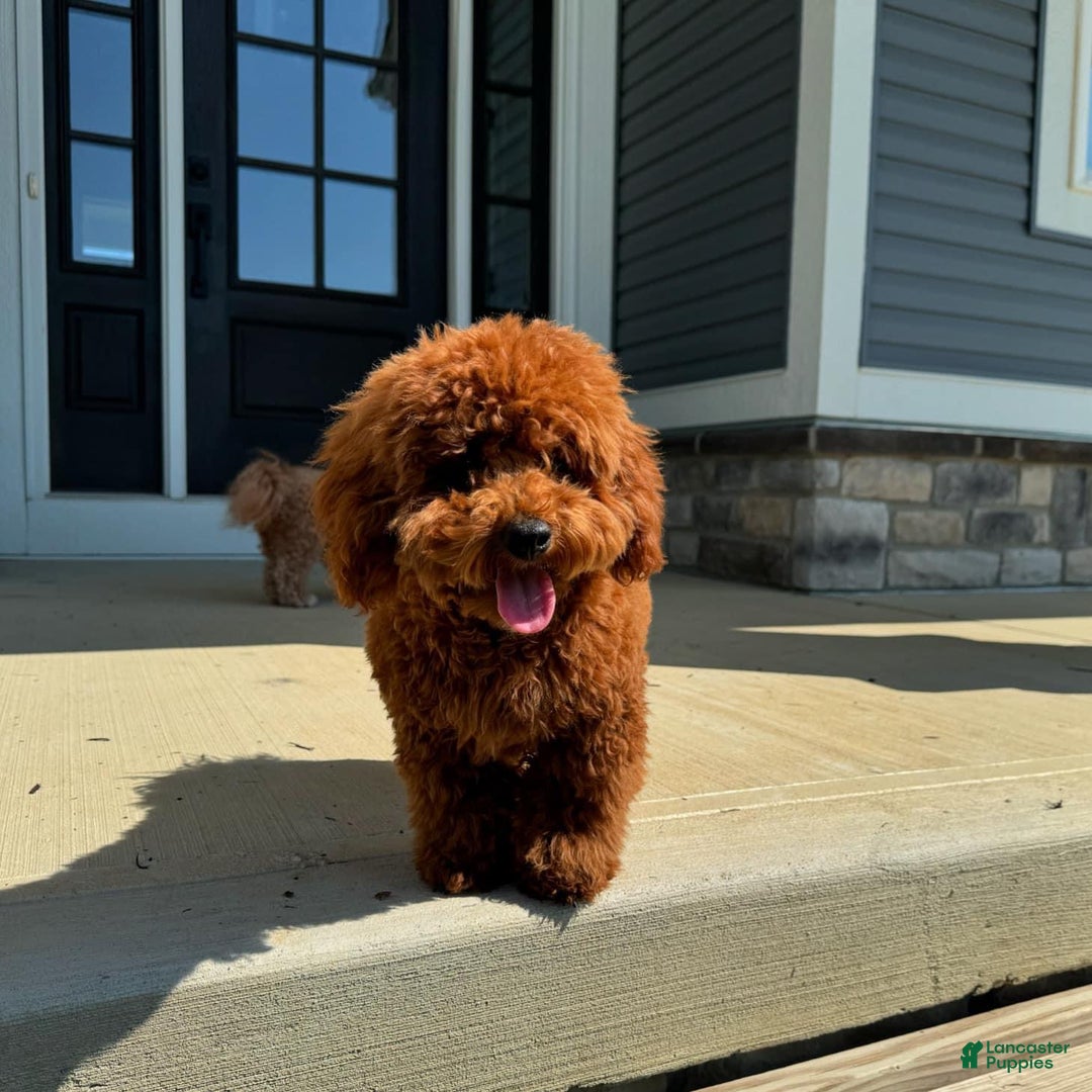 Toy Poodle dogs for stud: Stud- Rudy - Image 3