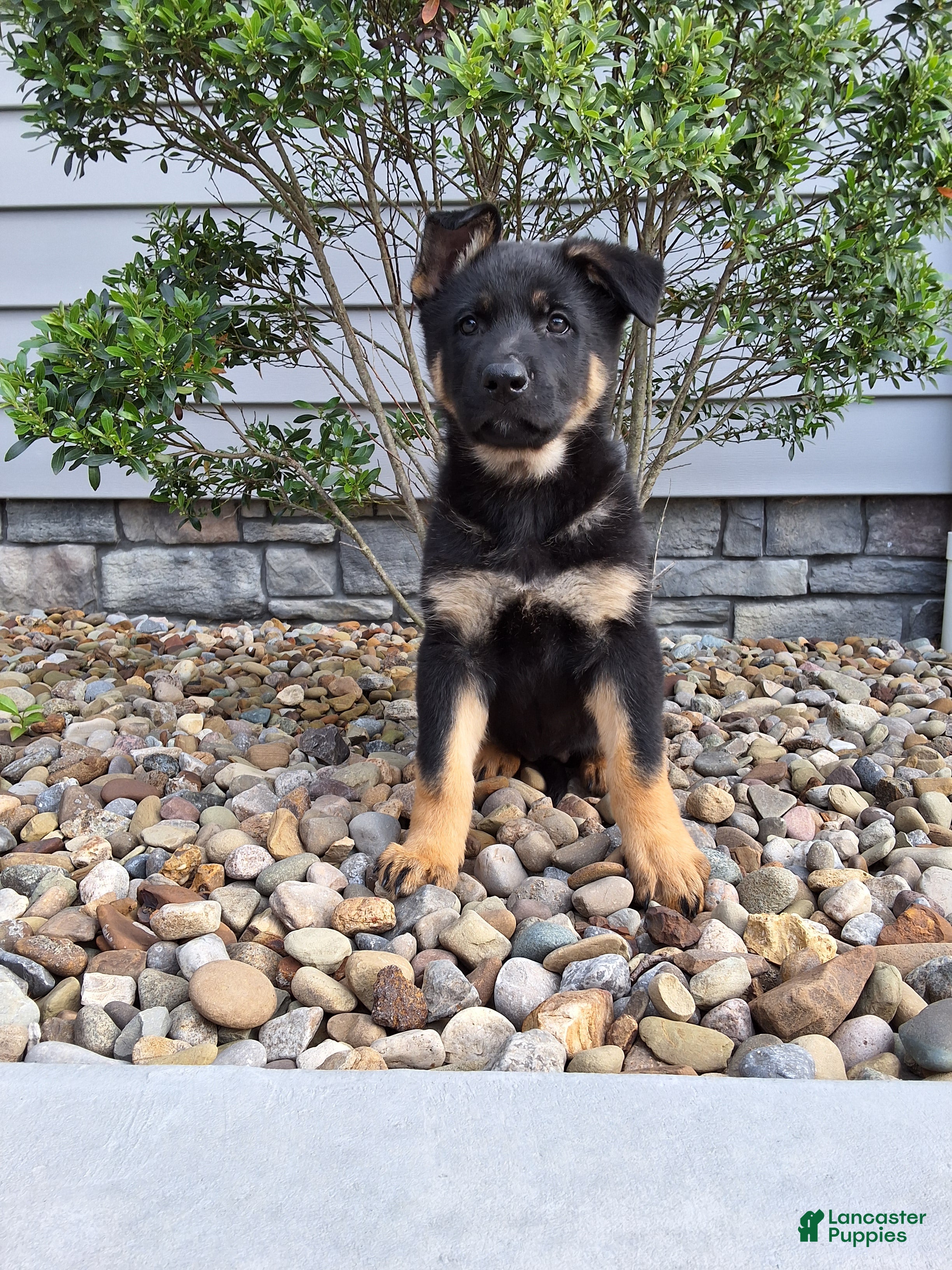 German Shepherd dogs Phoebe  - Ad 1