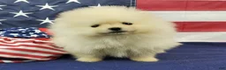 Pomeranian dogs for sale: Wynette - Ad 2
