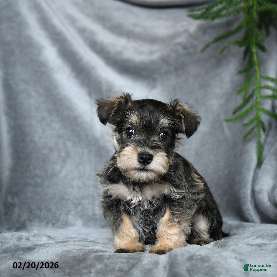 Miniature Schnauzer dogs Daphne - Ad 1