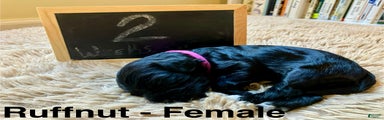 Ruffnut