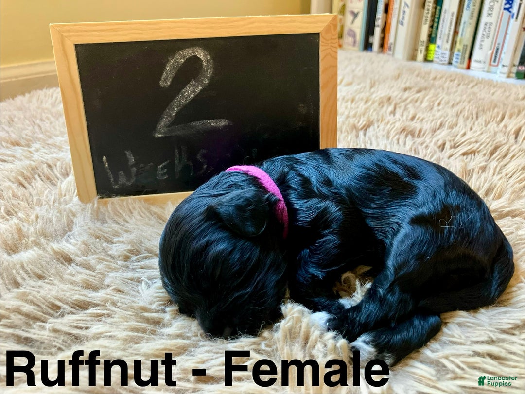 Cavapoo dogs for sale: Ruffnut - Ad 1