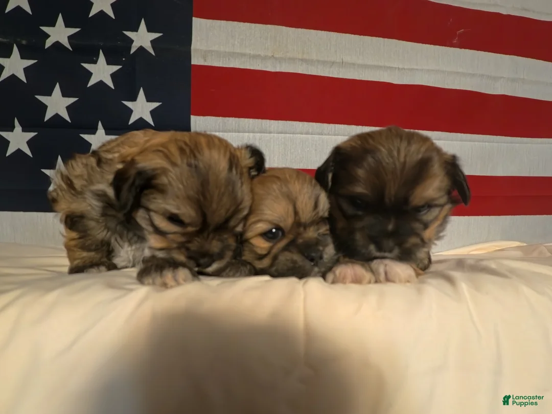Shih Tzu dogs for sale: Joey - Ad 7