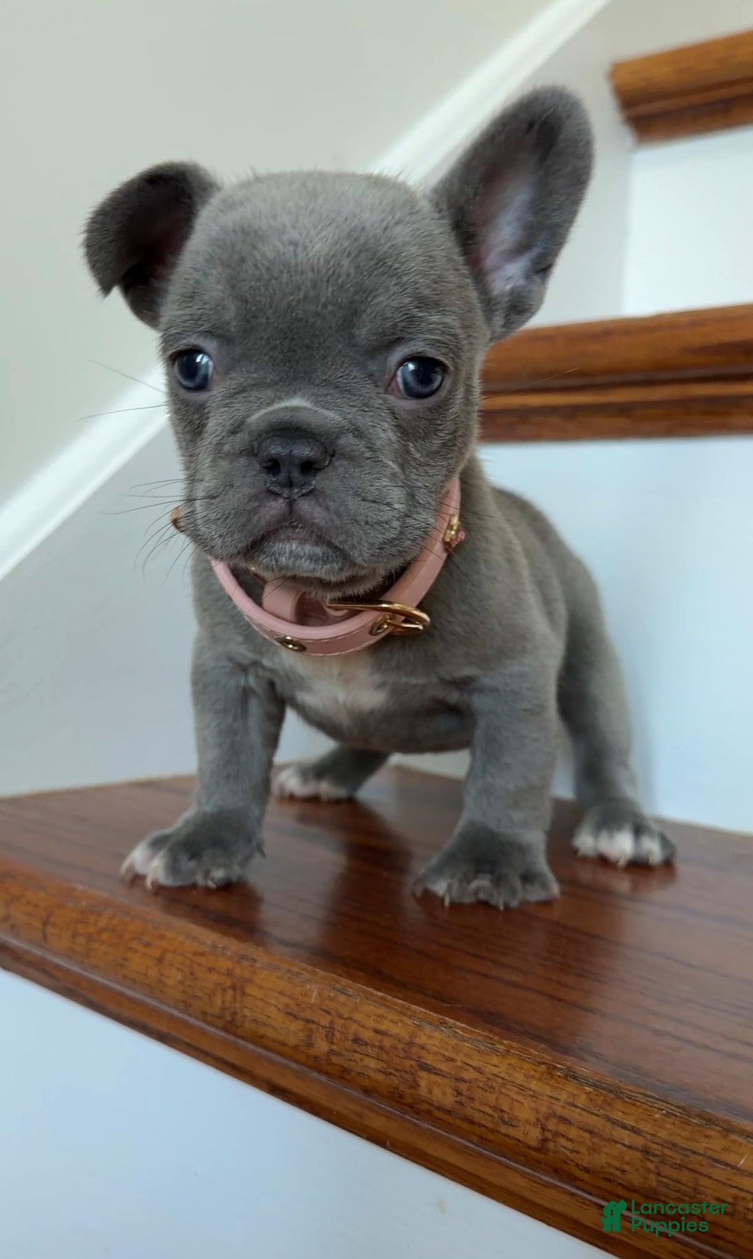 French Bulldog dogs for sale: Lulu - Ad 5