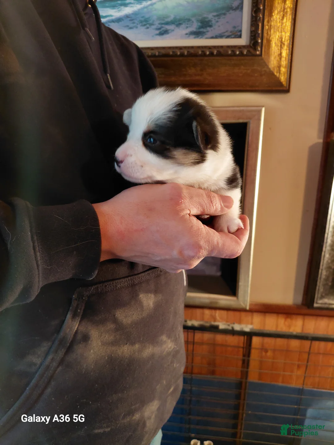 Welsh Corgi Pembroke dogs for sale: Picasso - Ad 4