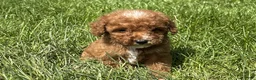 Mini Goldendoodle dogs for sale: Peyton - Ad 3