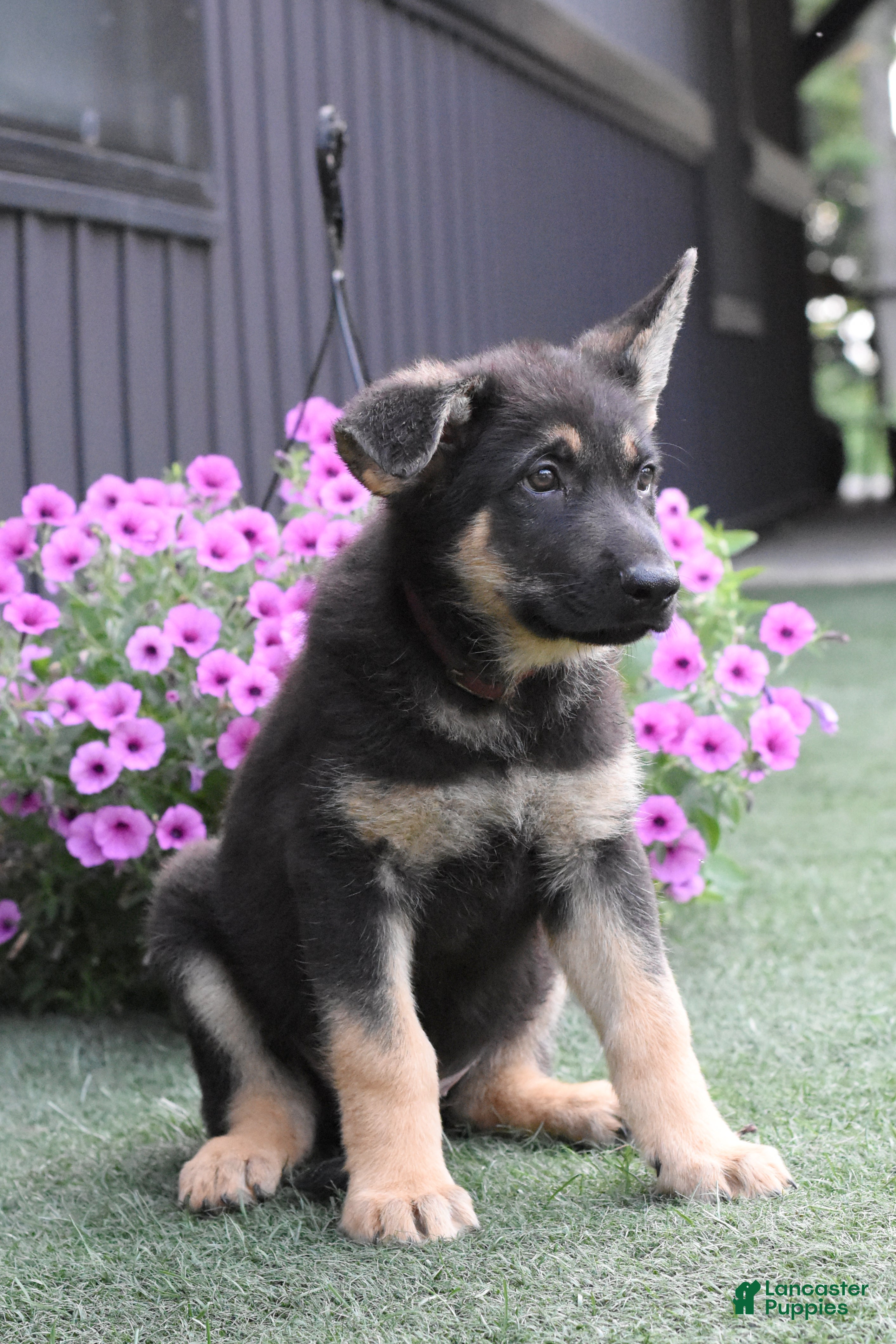 German Shepherd dogs Axel - Ad 2