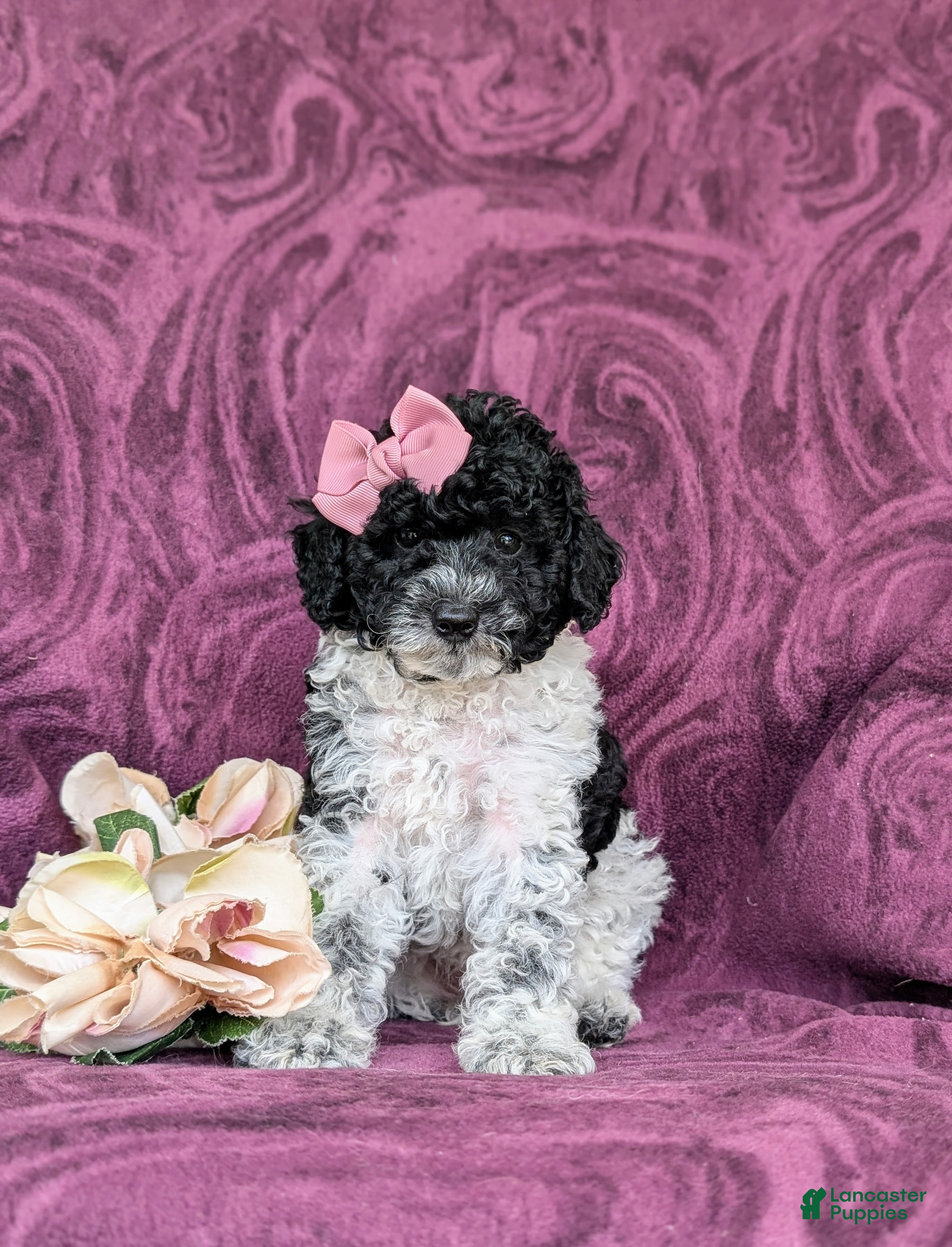 Toy Poodle dogs Emilie 7 lbs full grown - Ad 2