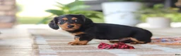 Miniature Dachshund dogs for sale: Arthur  - Ad 7