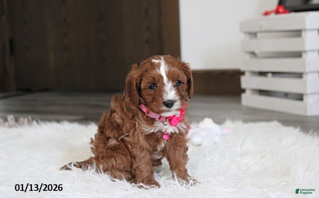 Cavapoo dogs for sale: Luna  - Ad 8
