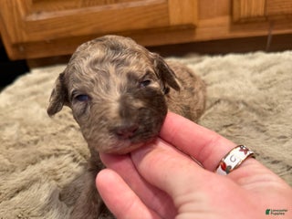 Goldendoodle dogs - Ad 22