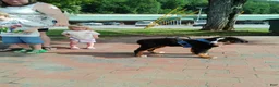 Bernese Mountain Dog dogs for sale: Bernese Mountain Dog 2 - Ad 53
