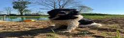 Mixed Breed dogs for sale: Mixed Breed Puppy 1 - Ad 7