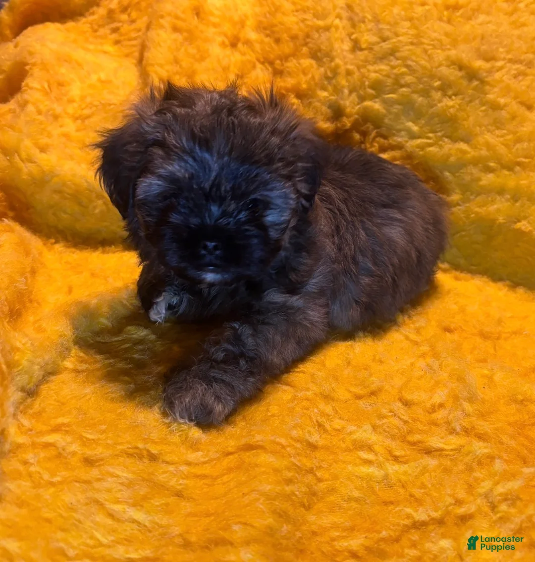 Shorkie dogs for sale: Shorkie Puppy 2 - Ad 1
