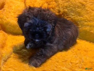 Shorkie dogs Shorkie Puppy 2 - Ad 30