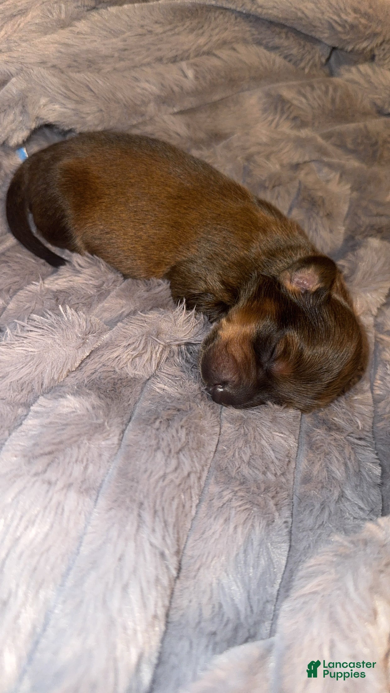 Dachshund dogs Dachshund Puppy 4 - Ad 4