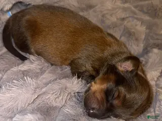 Dachshund dogs Dachshund Puppy 4 - Ad 11