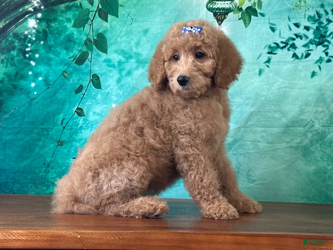 Goldendoodle dogs for sale: Princess - Ad 1