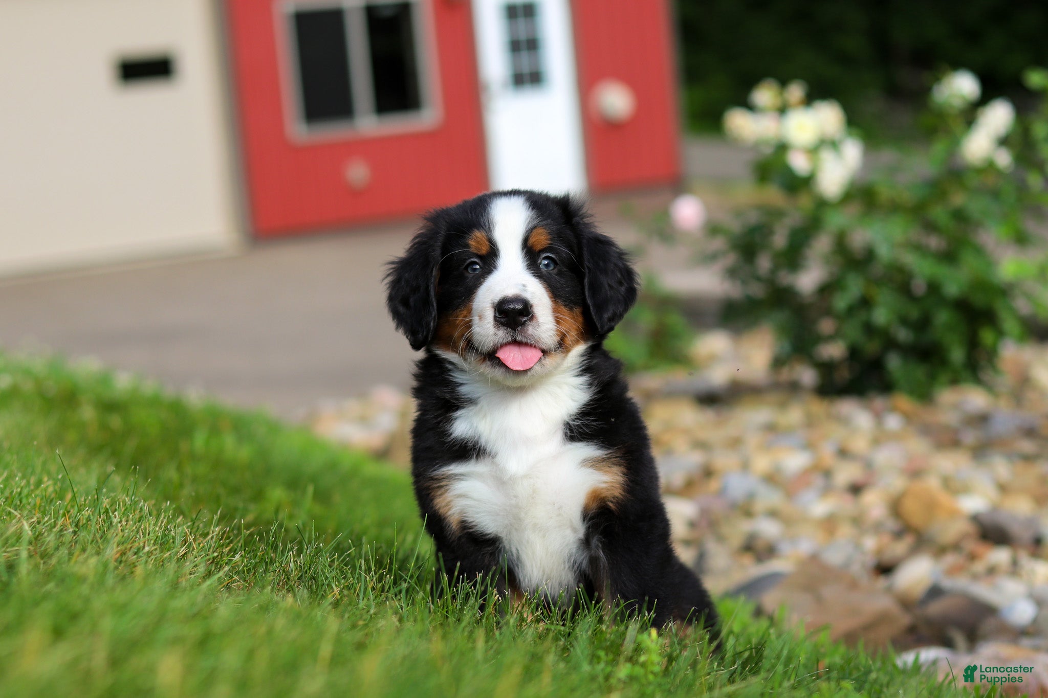 Bernese Mountain Dog dogs Jordan  - Ad 1