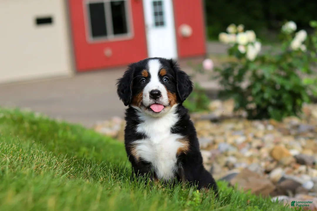 Bernese Mountain Dog dogs for sale: Jordan  - Ad 1