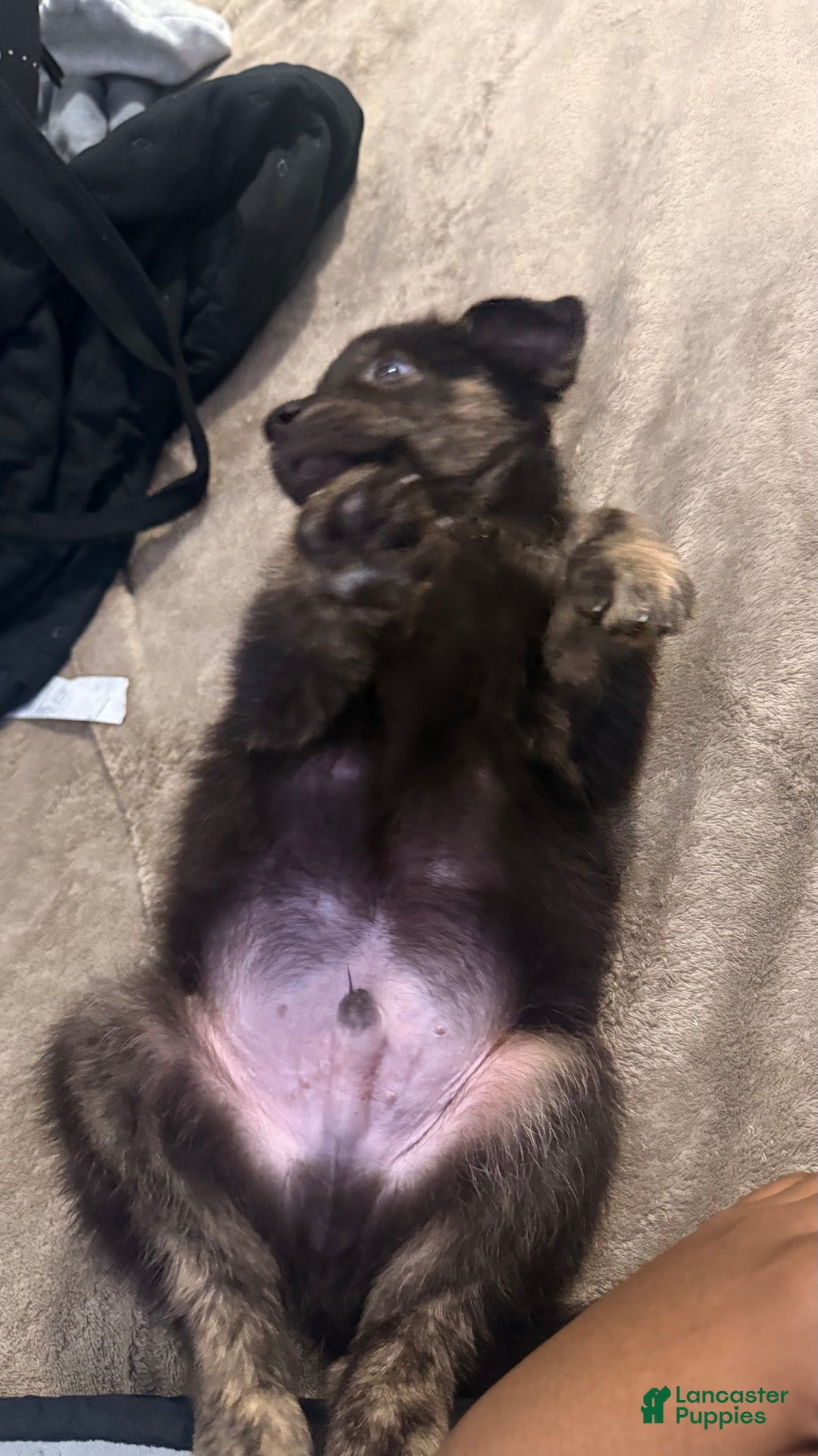 Mixed Breed dogs for sale: Mixed Breed Puppy 1 - Ad 4