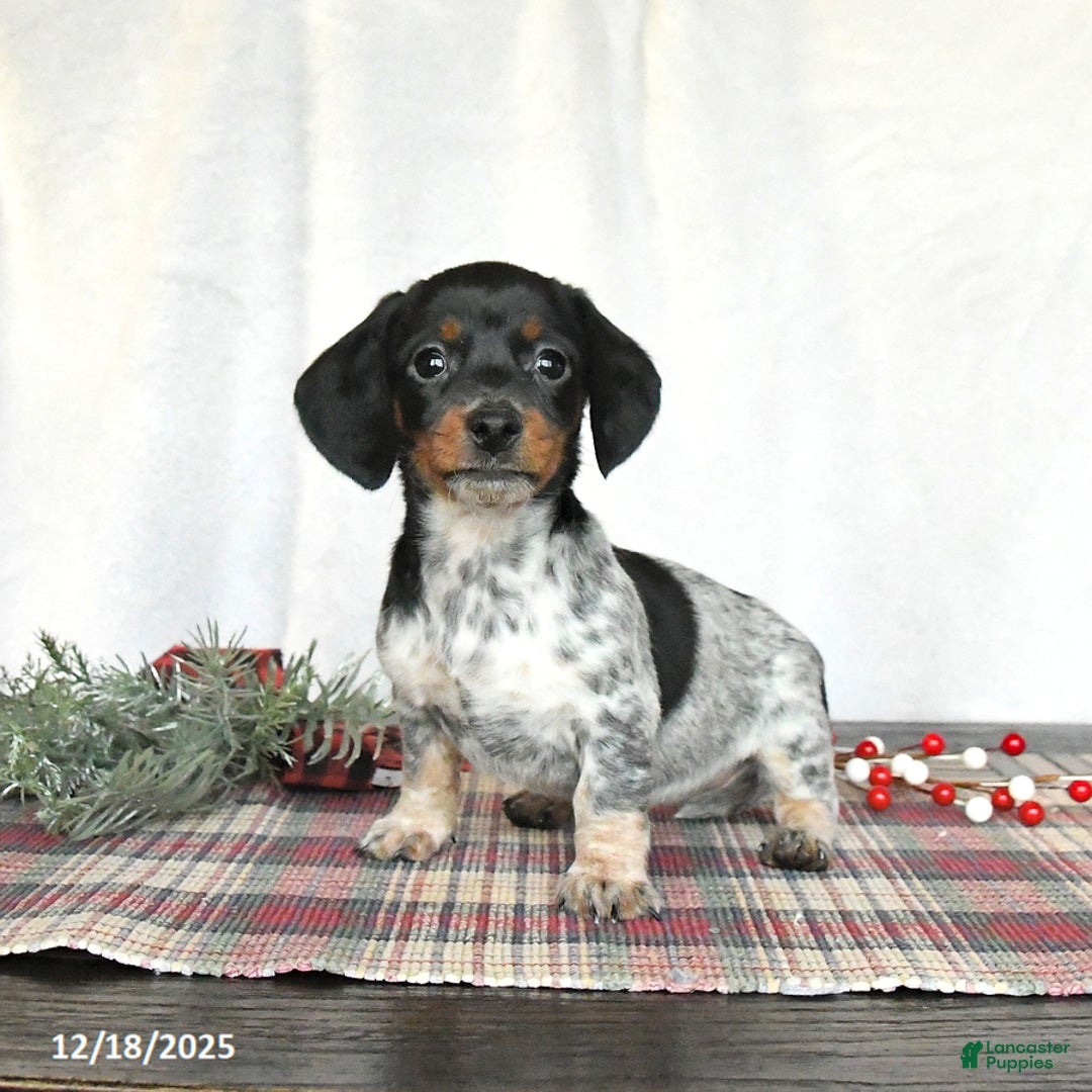 Miniature Dachshund dogs for sale: Satin - Ad 4