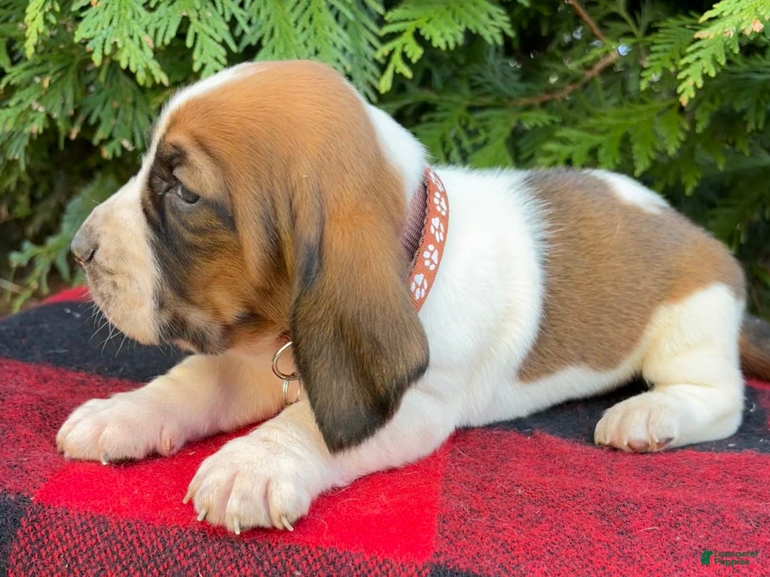 Basset Hound dogs for sale: Holly - Ad 5