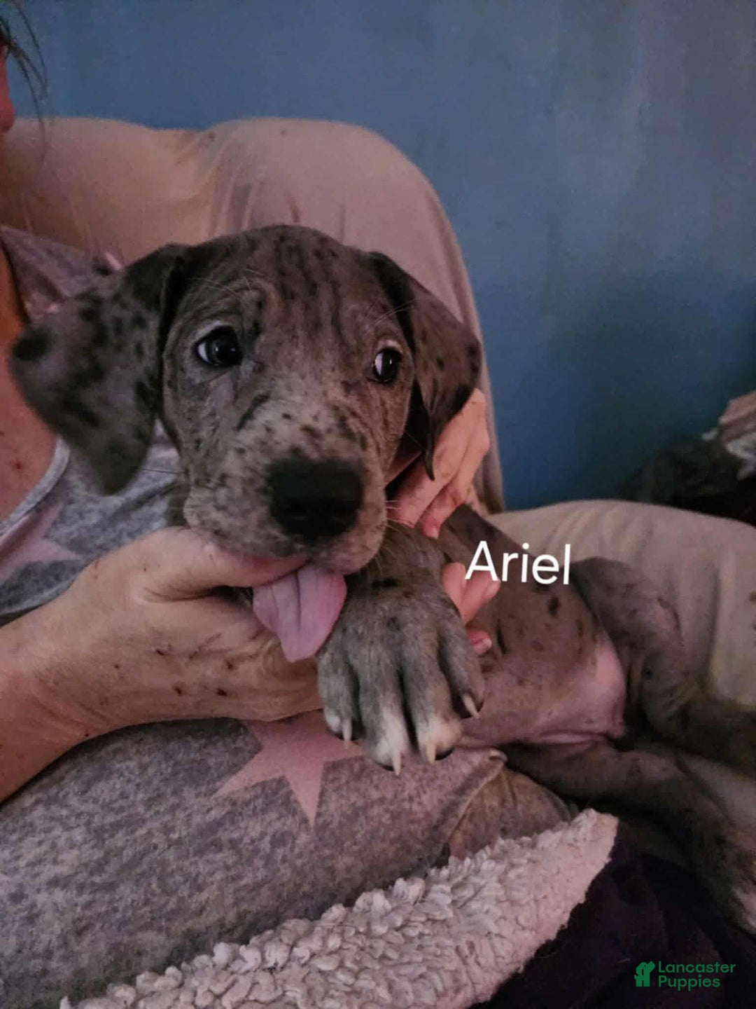 Great Dane dogs for sale: Princess Ariel - Ad 1