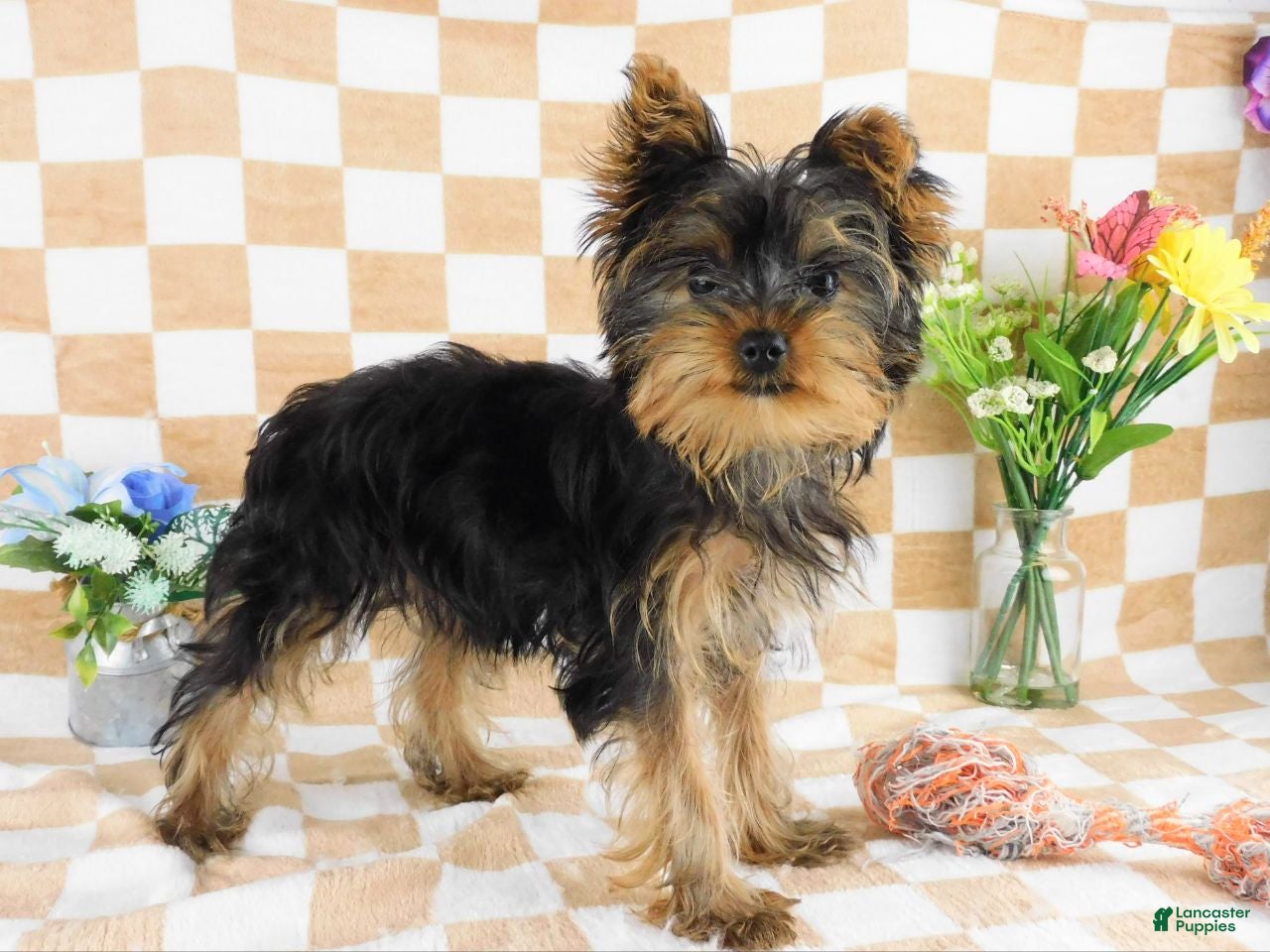 Yorkshire Terrier dogs Marcus - Ad 1