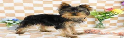 Yorkshire Terrier dogs for sale: Marcus - Ad 4